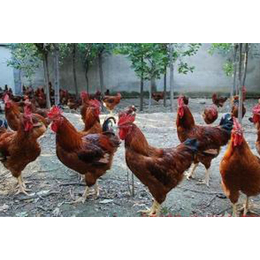 红玉公鸡养殖-红玉公鸡-金兴养殖场服务到位
