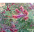 紫穗槐的特点,紫林种植根系发达,陕西紫穗槐的特点缩略图1