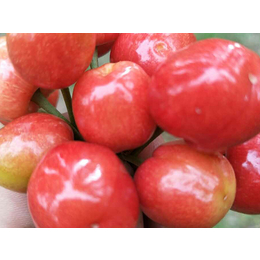 贵州樱桃苗|亿通园艺|3公分樱桃苗