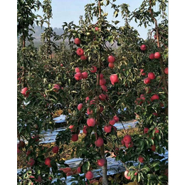红富士苹果苗销售基地|柏源农业科技|红富士苹果苗