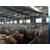 牧鑫养殖保证售后服务(图)、猪舍料线供货商、猪舍料线缩略图1