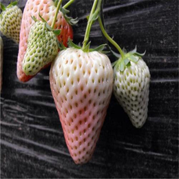 双湖园艺(多图),甜宝草莓苗,海南草莓苗