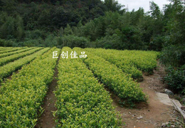 批量供应天然植物茶树精油 茶叶油 日化原料