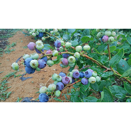 珠宝蓝莓苗-柏源农业-珠宝蓝莓苗批发基地
