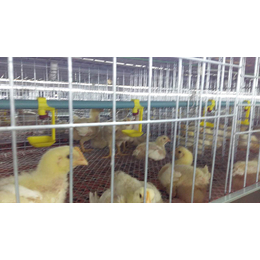 新型蛋鸡笼-五莲禽翔畜牧-新型蛋鸡笼制作厂家