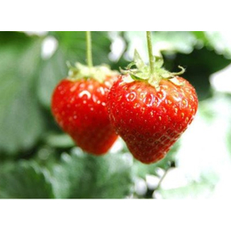 成都有机草莓立体种植槽-牛奶草莓培育槽-厂家*推荐