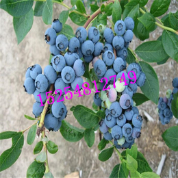 辽阳盆栽蓝莓苗种植基地甜蜜蓝宝石葡萄苗多少钱一棵
