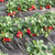 双湖园艺(图)|法兰地草莓苗|运城草莓苗缩略图1