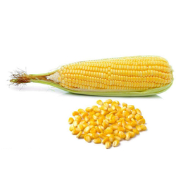 玉米批发多少钱、上海骧旭农产品(在线咨询)、合肥玉米