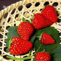 草莓苗批发、草莓苗、乾纳瑞农业科技服务好(多图)