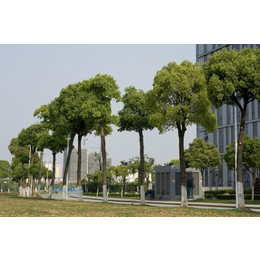 农梦达生物(图)|校园行道树批发|黄陂行道树