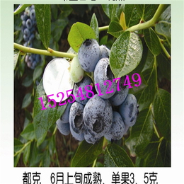 矮丛蓝莓苗种植基地-矮丛蓝莓苗-泰安开发区双湖园艺场