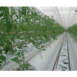 瑞众农业(图)|养殖温室大棚成本|养殖温室大棚