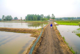 信阳龙虾苗出售基地-武汉裕农(在线咨询)-龙虾苗出售基地