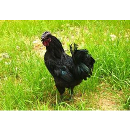 新杨黑饲养基地|蛋多多禽业(在线咨询)|新杨黑