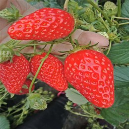 草莓苗_奶油草莓苗_草莓苗批发 草莓苗价格 奶油草莓苗