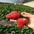碧格5L草莓* 膨果高产缩略图4