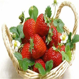 绥化草莓苗_双湖园艺_牛奶草莓苗