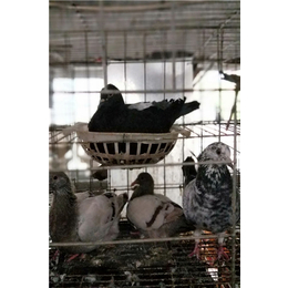 山东中鹏农牧(多图)-雏鸽子养殖技术-山东鸽子养殖技术