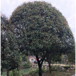 百佳园林绿化种植(图),桂花树出售,湖北桂花树