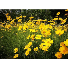 铜仁金鸡菊|山合水金鸡菊批发市场|绿化金鸡菊小苗