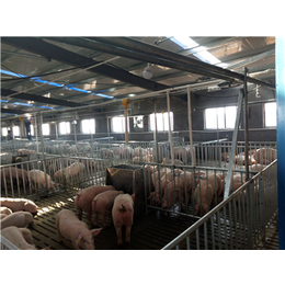 自动养猪料线批发、牧鑫养殖设备(在线咨询)、自动养猪料线