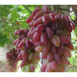 红芭拉蒂葡萄苗供应-青岛葡萄苗- 寿光市鲁粒葡萄苗