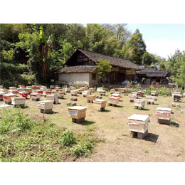 新舟镇中蜂养殖-贵州蜂盛-中蜂养殖箱
