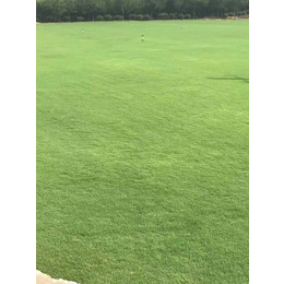 百慕大草坪|绿如懿草坪生产基地|百慕大草坪基地