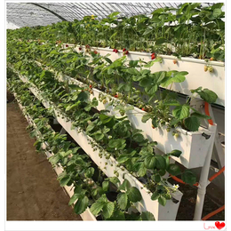  温室大棚栽培工具 草莓立体种植槽 蔬果种植槽配套*