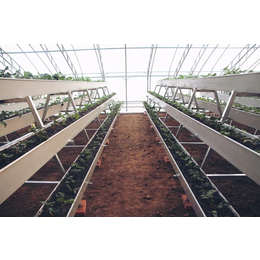 草莓立体种植槽的优点及管理技术
