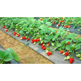 甜宝草莓苗种植基地|鹤岗甜宝草莓苗|开发区润丰苗木中心