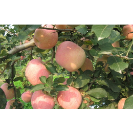 开发区润丰苗木(图)|2公分苹果苗种植技术|乌海2公分苹果苗缩略图