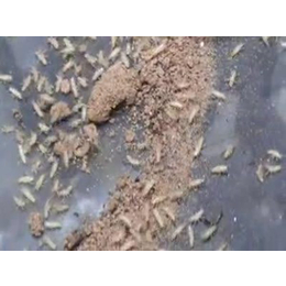 【金蝉养殖选亿鸣】(图)|河南金蝉养殖技术|河南金蝉