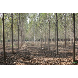 白蜡生产厂家-山东中鹏苗木基地-重庆白蜡