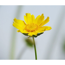 宿根花卉供应、君诚花卉苗木(在线咨询)、临沂宿根花卉