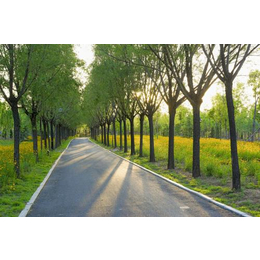 武汉农梦达生物工程(图)|公路行道树|行道树