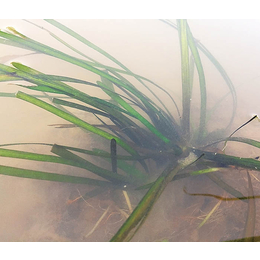 众禾水生植物*-东营大量供应耐寒苦草