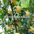 维纳斯黄金苹果苗价格 新品种苹果树苗介绍缩略图1