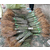 吉林刺槐树种子价格,川姐紫穗槐根系发达,刺槐树种子价格缩略图1