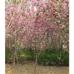 钦州3米樱花-亿发园林中心-3米樱花价格