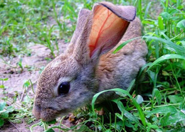 纯种野兔的市场-锦腾养殖场(在线咨询)-巴中野兔