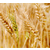 大量收购小麦-汉光现代农业有限公司-汉中收购小麦缩略图1