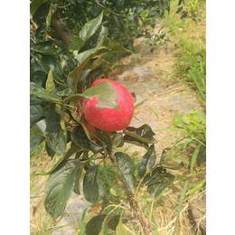 阳泉5公分苹果苗|开发区润丰苗木|5公分苹果苗种植技术
