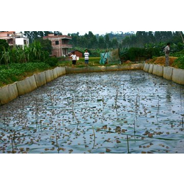 农聚源泥鳅养殖(图)-泥鳅批发价格-孝感泥鳅