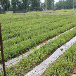 油茶苗圃基地油茶树(图),油茶树苗如何种植,甘孜油茶树苗