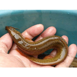 泥鳅养殖技术|有良水产养殖(在线咨询)|邵阳泥鳅