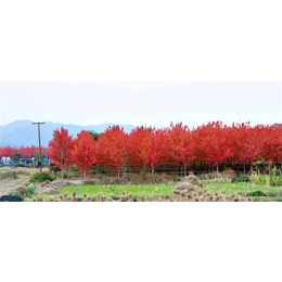 石博苗木(图)-红枫树价格-红枫树
