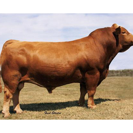 利木赞牛供应商|富贵肉牛养殖(在线咨询)|河南利木赞牛