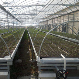 温室育苗 温室种植使用移动苗床的好处